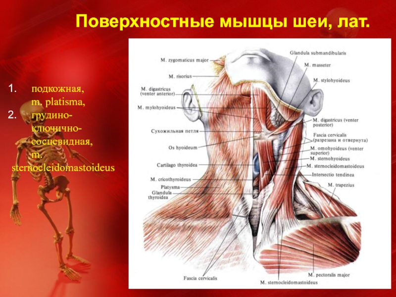 Мышцы шеи анатомия. Мышцы шеи поверхностные мышцы грудинно ключично сосцевидная мышца. Строение мышц шеи вид спереди. Поверхностные мышцы шеи (грудино-ключично-сосцевидная мышца). Анатомия шеи спереди с подписью.