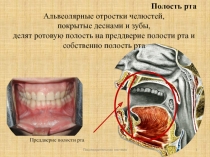 Пищеварительная система
1
Полость рта
Альвеолярные отростки челюстей,
покрытые