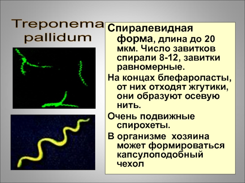 Treponema pallidum в рмп. Формы трепонемы паллидум. Жгутики спирохет. Спирохеты форма. Трепонема паллидум жгутик.