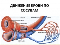 Движение крови и лимфы по сосудам