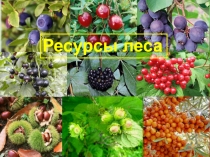 Ресурсы леса