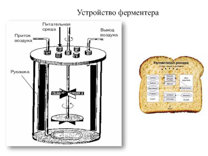 Схема ферментера для периодического культивирования микроорганизмов