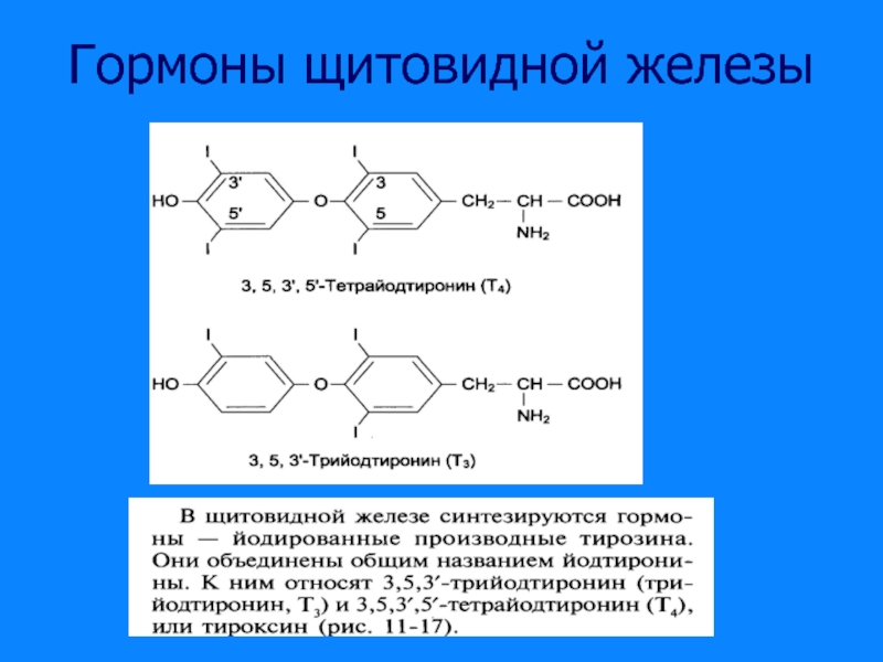 Тиреоидные гормоны презентация