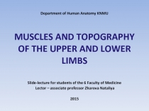 Department of Human Anatomy KNMU MUSCLES AND TOPOGRAPHY OF THE UPPER AND LOWER