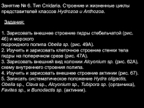 Занятие № 6. Тип Cnidaria. Строение и жизненные циклы
представителей классов