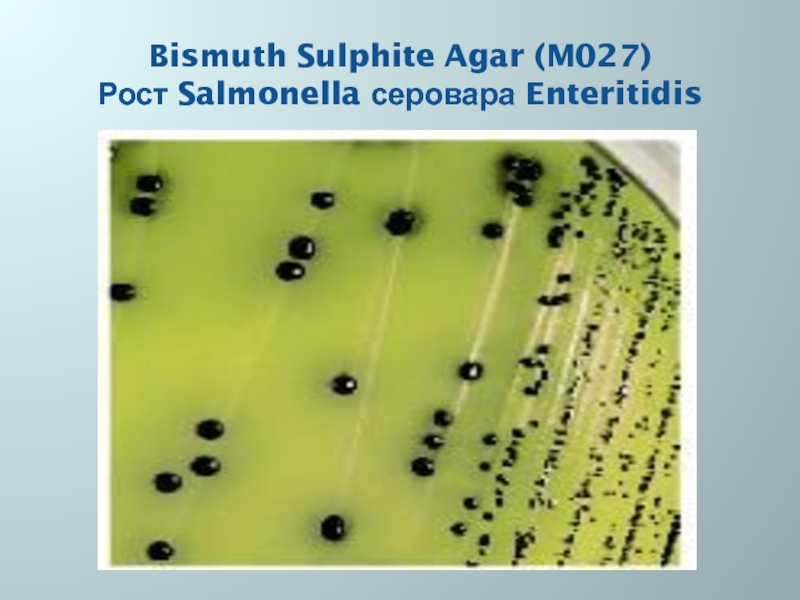 Bismuth Sulphite Agar (M027) Рост Salmonella серовара Enteritidis