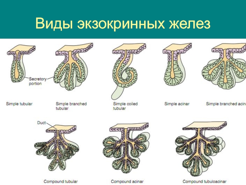 Схема виды желез