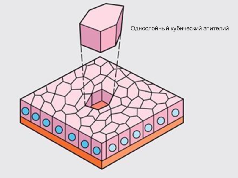 Однослойный кубический эпителий рисунок