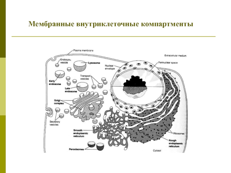 Компартментализация клетки презентация