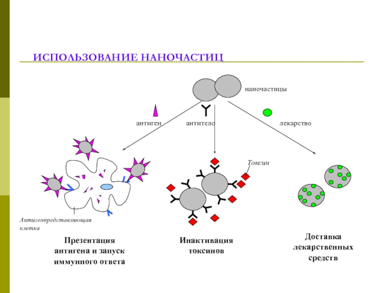 Магнитные наночастицы презентация