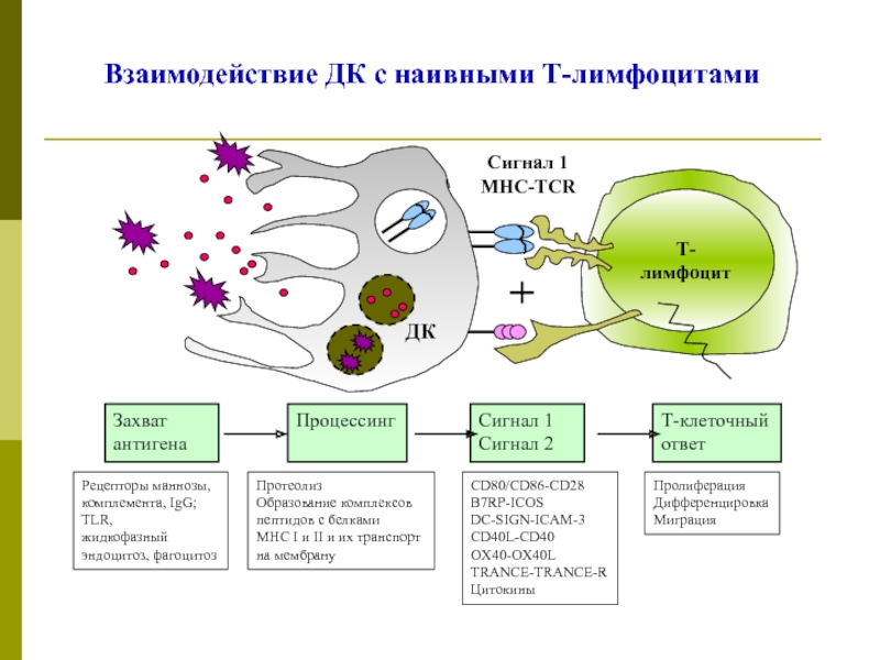 Презентация антигена т лимфоцитам