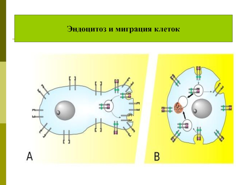 Миграция клеток. Клеточные перемещения. Клеточные перемещения (миграция). Клеточные перемещения миграция схема.