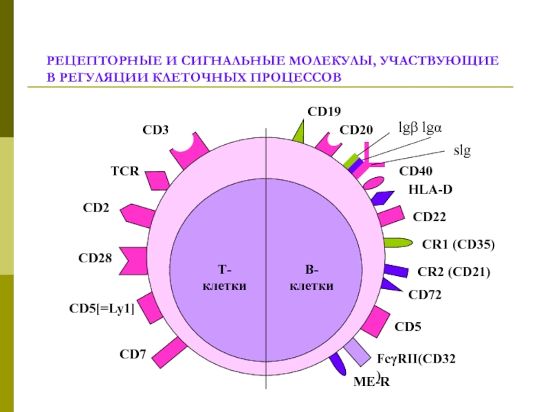 Физиологические процессы клеток. Сигнальные молекулы. Cd19, cd20, cd22, cd79а.. Значение сигнальной молекулы. CD 19 И cd20 на каких клетках.