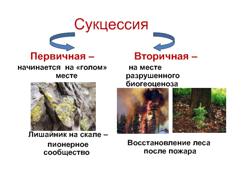 Первичная сукцессия презентация