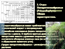 3. Отдел Папоротникообразные ( Polypodiophyta ). Общая характеристика