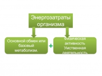 Энергозатраты организма
Основной обмен или базовый метаболизм.
Физическая