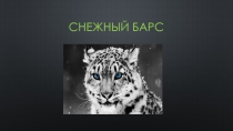 снежный барс