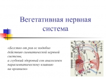 Вегетативная нервная система