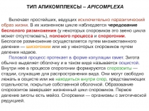 ТИП АПИКОМПЛЕКСЫ – APICOMPLEXA
Включает простейших, ведущих исключительно