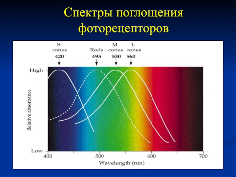 Спектр поглощения картинка