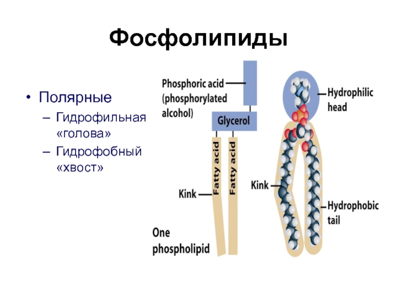 Фосфолипиды это. Фосфолипиды строение. Строение фосфолипидов. Фосфолипид строение. Названия фосфолипидов.