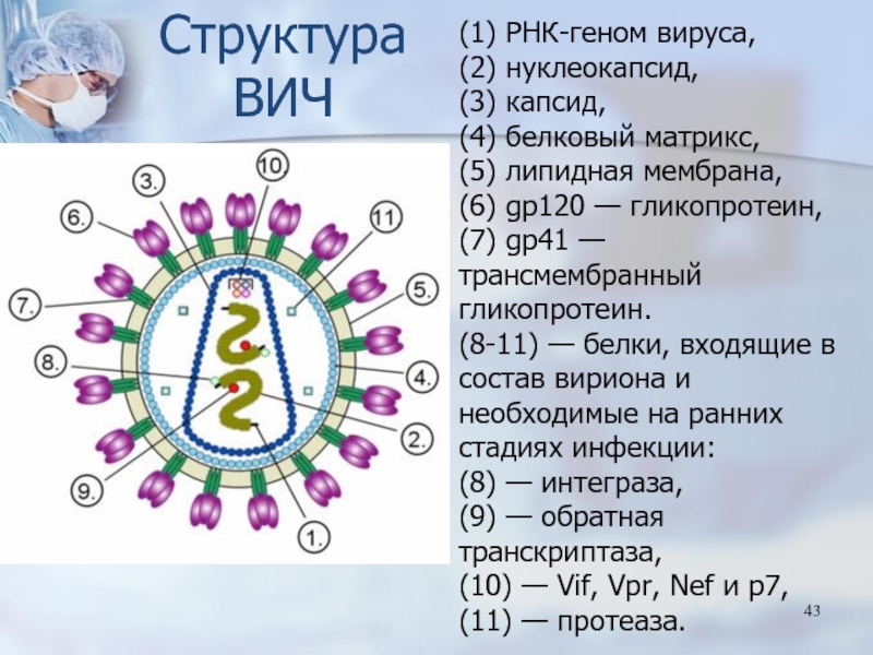 Рнк геномные вирусы. Строение вируса оболочка капсид. Строение вируса ВИЧ.
