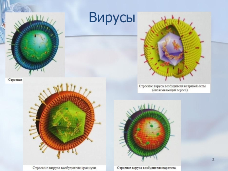 Общая вирусология презентация микробиология