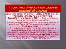 1. Систематическое положение домашней собаки