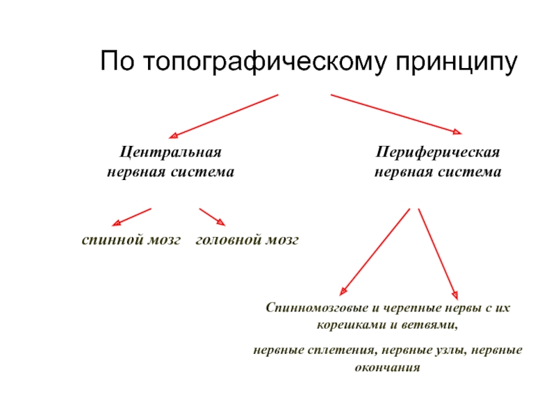 Центральный принцип. Нервная система по топографическому принципу. Нервная система по топографическому принципу делится на. По топографическому принципу нервную систему делят на. Центральный топографический принцип.