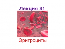 Лекция 3 1 Эритроциты