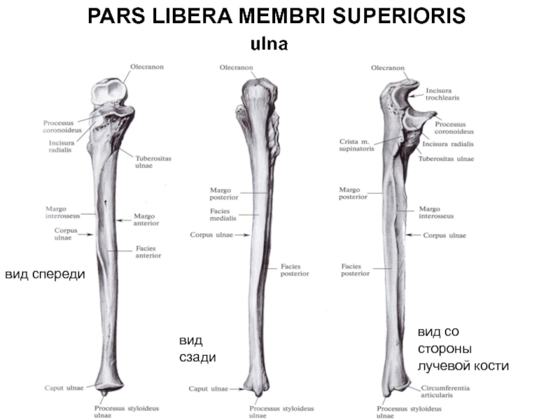 Плечевая кость латынь. Локтевая и лучевая кость анатомия строение. Плечевая лучевая локтевая кость. Кости верхней конечности локтевая кость.