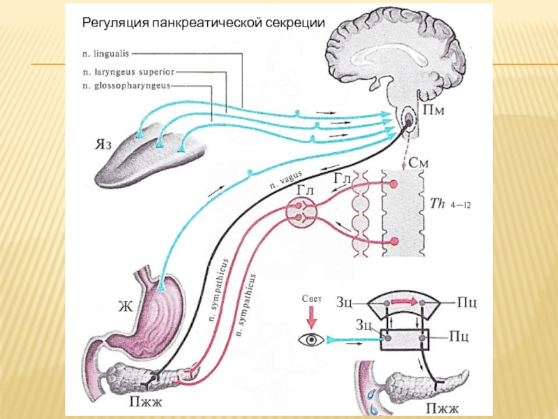 Схема желудочной фазы регуляции панкреатической секреции