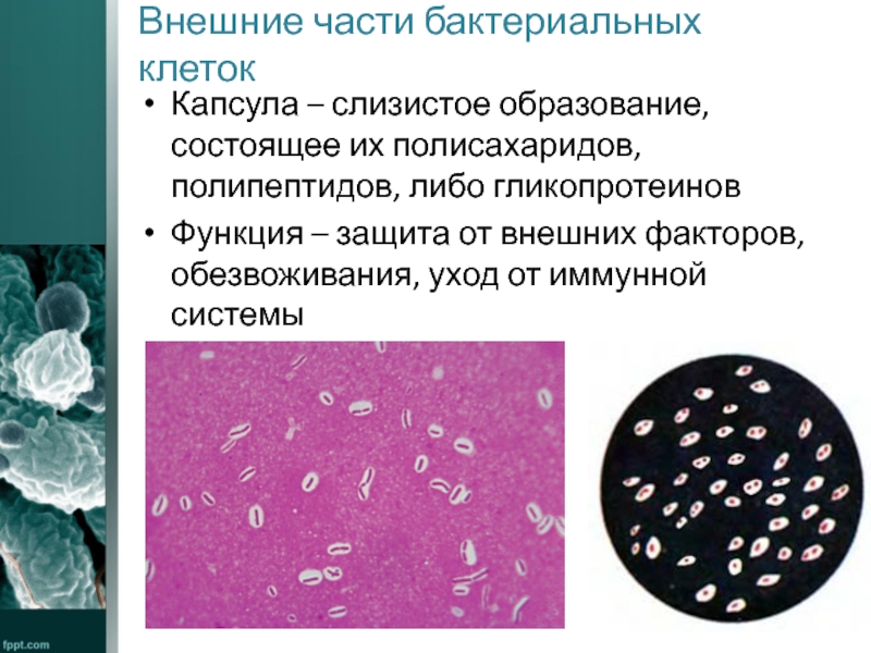 Слизистый слой бактерий