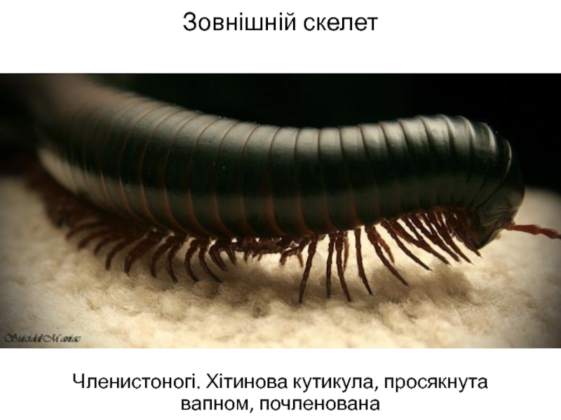 Многоножка червь