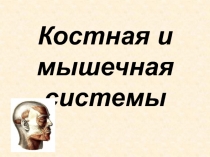 Костная и мышечная системы