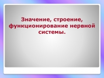 Значение, строение, функционирование нервной системы