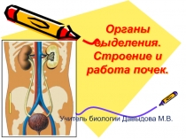 Органы выделения. Строение и работа почек