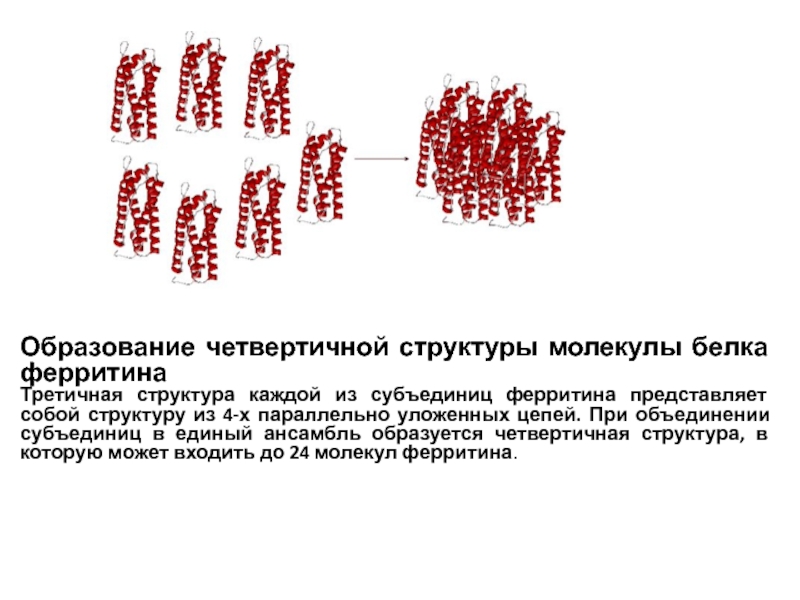 В состав молекул белков входят. Структура ферритина. Структура молекулы ферритина. Ферритин структура. Образование четвертичной структуры белка ферритина.