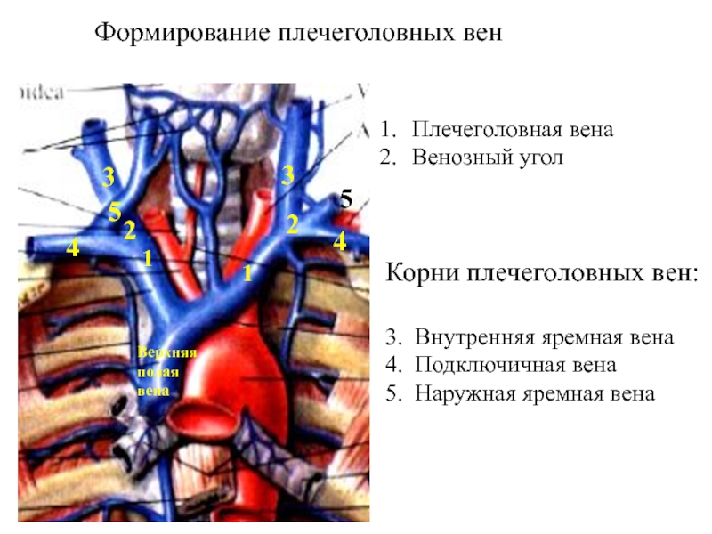 Верхняя полая вена картинка