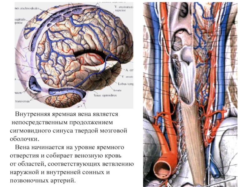 Внутренняя яремная. Внутренняя яремная Вена. Внутренняя яремная Вена начинается от синуса. Внутренняя и наружная яремные вены. Наружная яремная Вена медунивер.