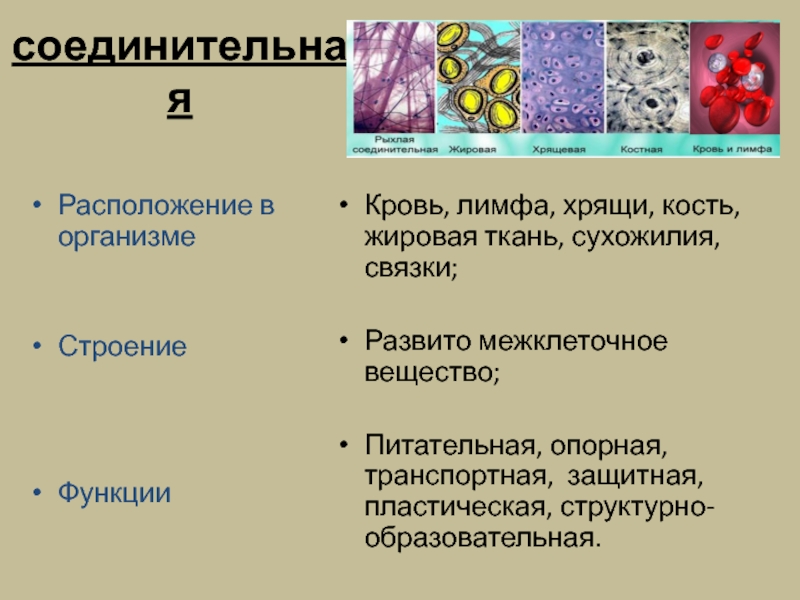 Ткани человека презентация 11 класс