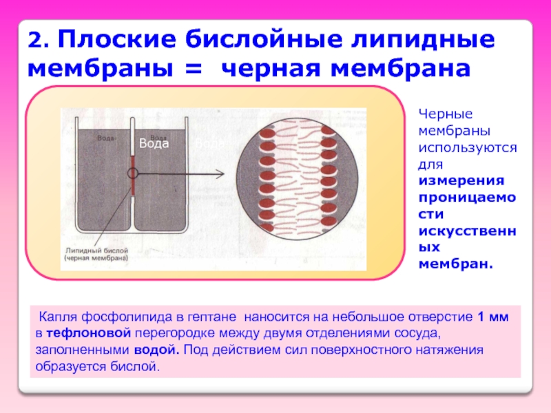 Лекция 3 Биоэлектрогенез презентация, доклад