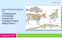 Практическая работа № 5 сравнение строения скелетов позвоночных животных
