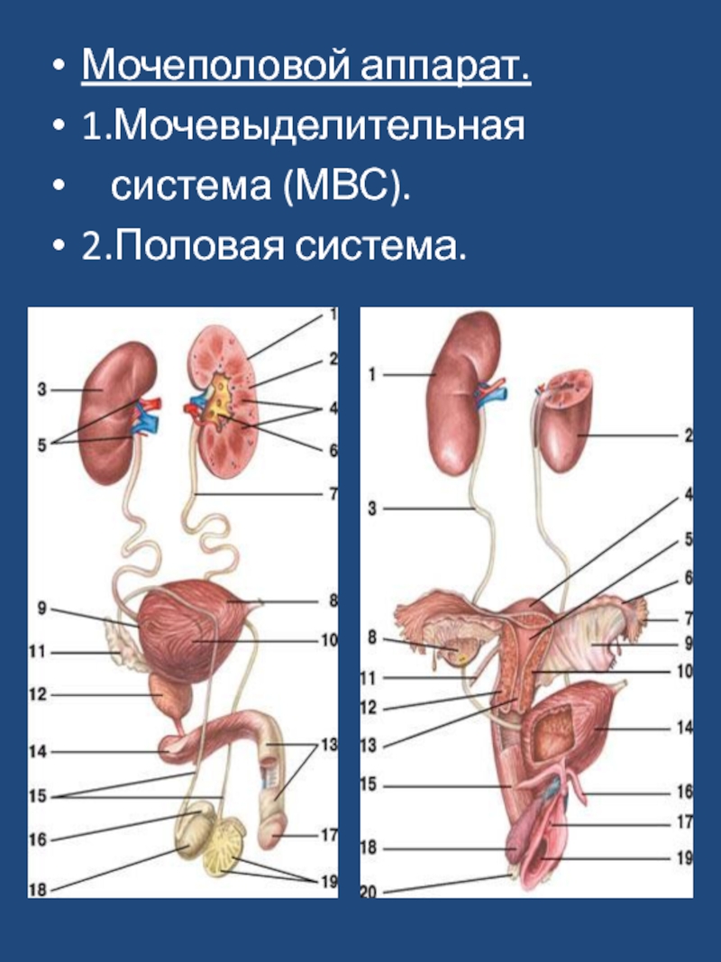 Мочевой у мужчины расположение. Мужская мочевыделительная система анатомия. Анатомия человека внутренние органы Мочеполовая система. Органы Мочеполовая система женщины анатомия. Схема мочевой системы женщины.