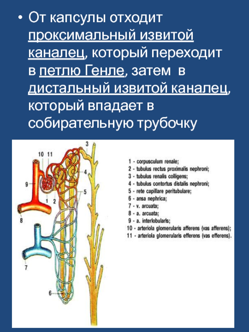 Петля генле. Дистальный извитой каналец петли Генле. Проксимальный извитой каналец. Проксимальный извитой каналец дистальный извитой каналец. Капсула проксимальный каналец петля Генле.