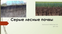 Серые лесные почвы