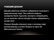 Рожевий дельфін