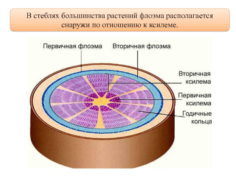 Вторичный стебель. Ксилема и флоэма. Первичная и вторичная флоэма. Вторичная Ксилема и вторичная флоэма. Вторичная Ксилема строение.