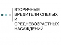 ВТОРИЧНЫЕ ВРЕДИТЕЛИ СПЕЛЫХ И СРЕДНЕВОЗРАСТНЫХ НАСАЖДЕНИЙ