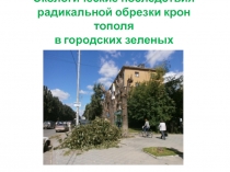 Экологические последствия радикальной обрезки крон тополя в городских зеленых